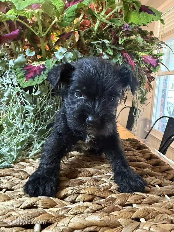 Bowser – Miniature Schnauzer puppy for sale in Liberty, KY