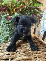 Bowser, a male Miniature Schnauzer for sale in Liberty, KY – 1 of 1