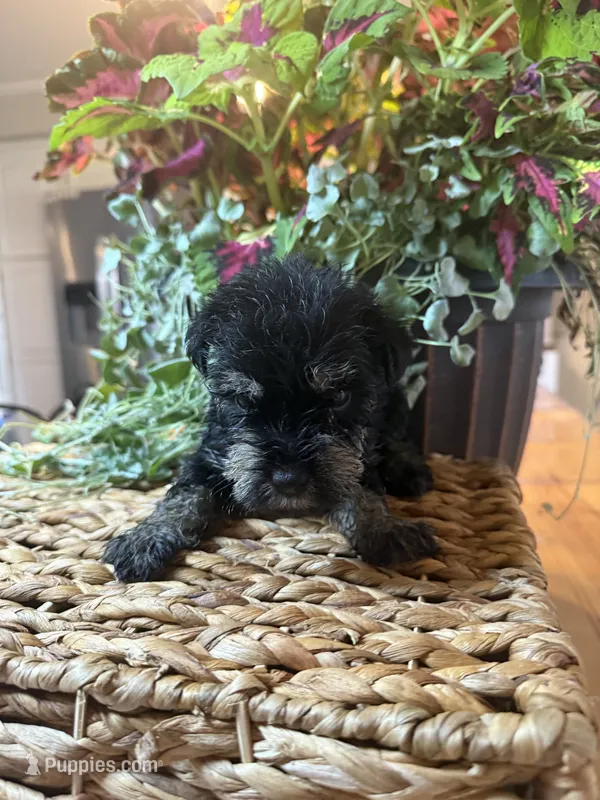 Haunz – Miniature Schnauzer puppy for sale in Liberty, KY