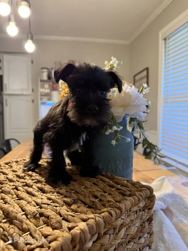 Bowser – Miniature Schnauzer puppy for sale in Liberty, KY