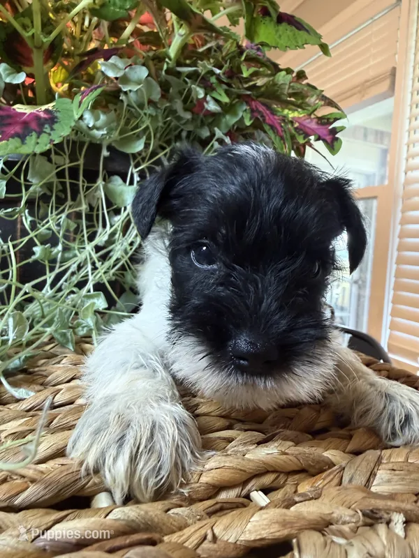 Luigi – Miniature Schnauzer puppy for sale in Liberty, KY