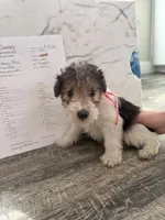 Clawhauser, a male Wire Fox Terrier for sale in Liberty, KY – 4 of 5