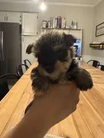 Reba, a male Miniature Schnauzer for sale in Liberty, KY – 1 of 4