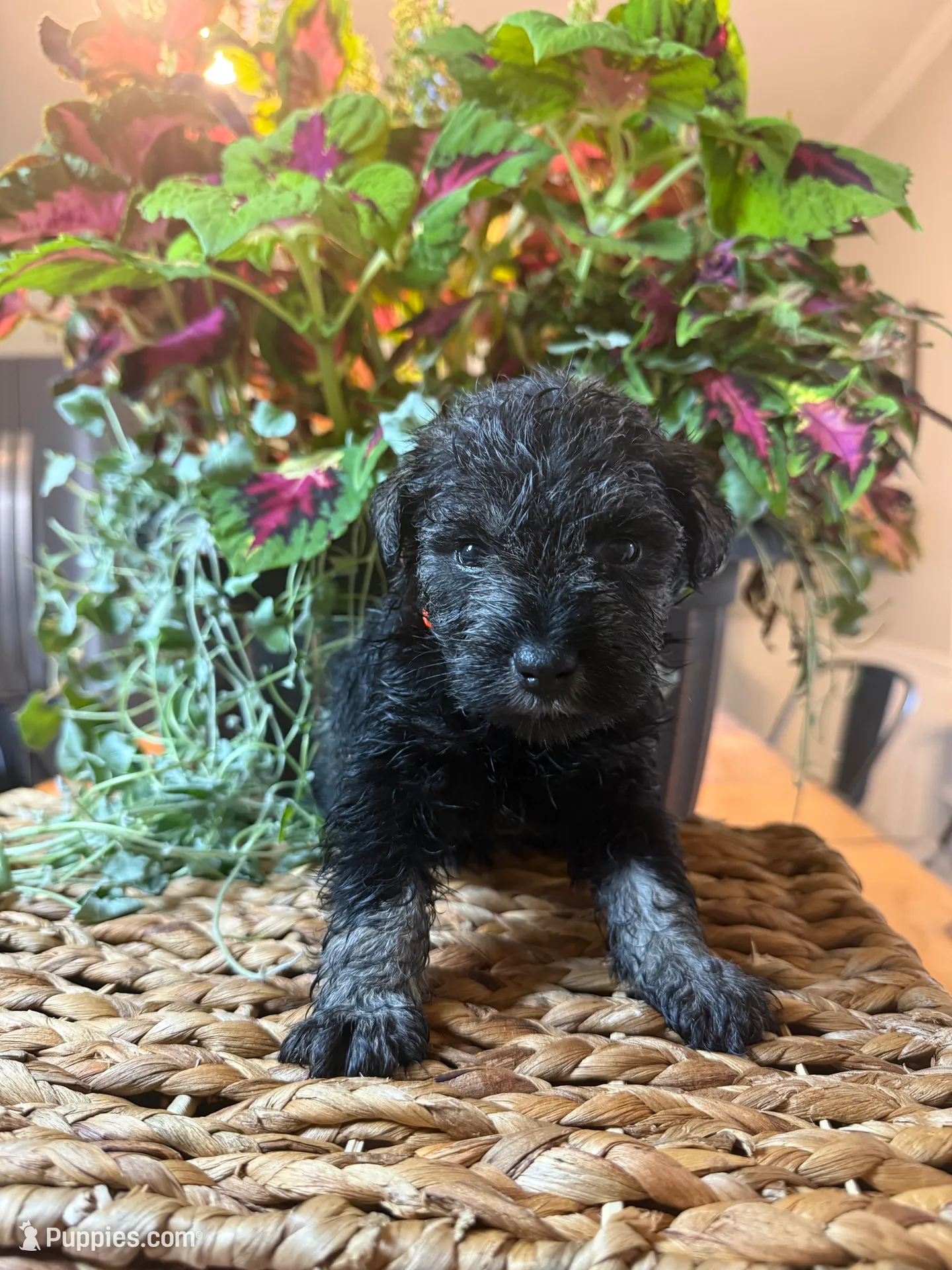 Sven, a male Miniature Schnauzer for sale in Liberty, KY – 2 of 3