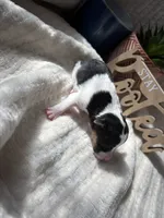Nick wilde, a male Wire Fox Terrier for sale in Liberty, KY – 4 of 4