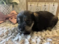 Honeymaren , a female Miniature Schnauzer for sale in Liberty, KY – 2 of 6