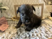 Elsa, a female Miniature Schnauzer for sale in Liberty, KY – 3 of 3