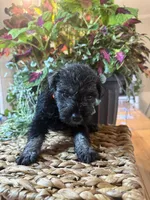 Sven, a male Miniature Schnauzer for sale in Liberty, KY – 3 of 3