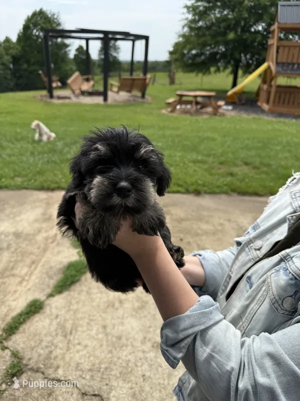 Haunz – Miniature Schnauzer puppy for sale in Liberty, KY