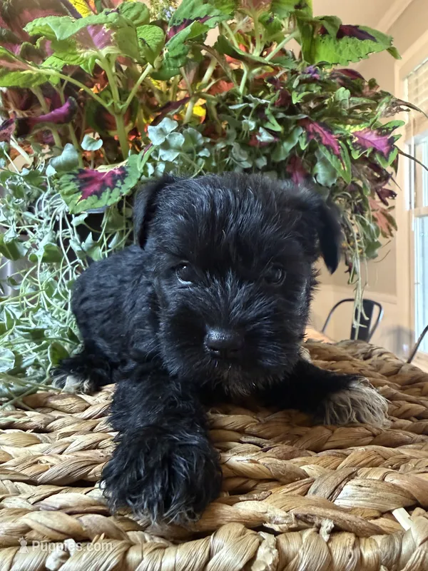 Peach – Miniature Schnauzer puppy for sale in Liberty, KY