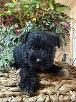 Peach, a male Miniature Schnauzer for sale in Liberty, KY – 1 of 1
