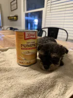 Reba, a male Miniature Schnauzer for sale in Liberty, KY – 2 of 4