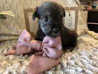 Elsa, a female Miniature Schnauzer for sale in Liberty, KY – 2 of 3