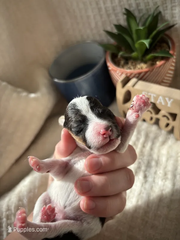 Nick wilde – Wire Fox Terrier puppy for sale in Liberty, KY
