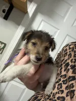 Chief Bogo, a male Wire Fox Terrier for sale in Liberty, KY – 3 of 5