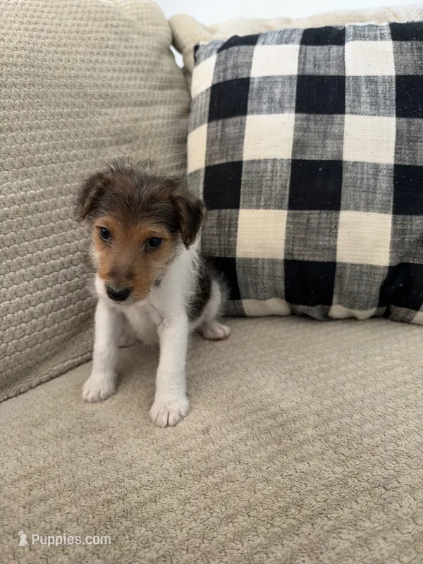 Chief Bogo – Wire Fox Terrier puppy for sale in Liberty, KY