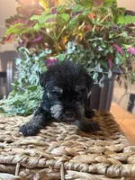 Haunz, a male Miniature Schnauzer for sale in Liberty, KY – 2 of 2