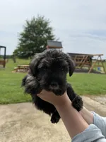 Bella, a female Miniature Schnauzer for sale in Liberty, KY – 4 of 8