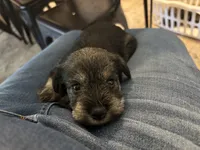 Honeymaren , a female Miniature Schnauzer for sale in Liberty, KY – 5 of 6