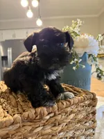 Yoshi, a male Miniature Schnauzer for sale in Liberty, KY – 5 of 9