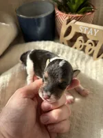 Clawhauser, a male Wire Fox Terrier for sale in Liberty, KY – 2 of 3