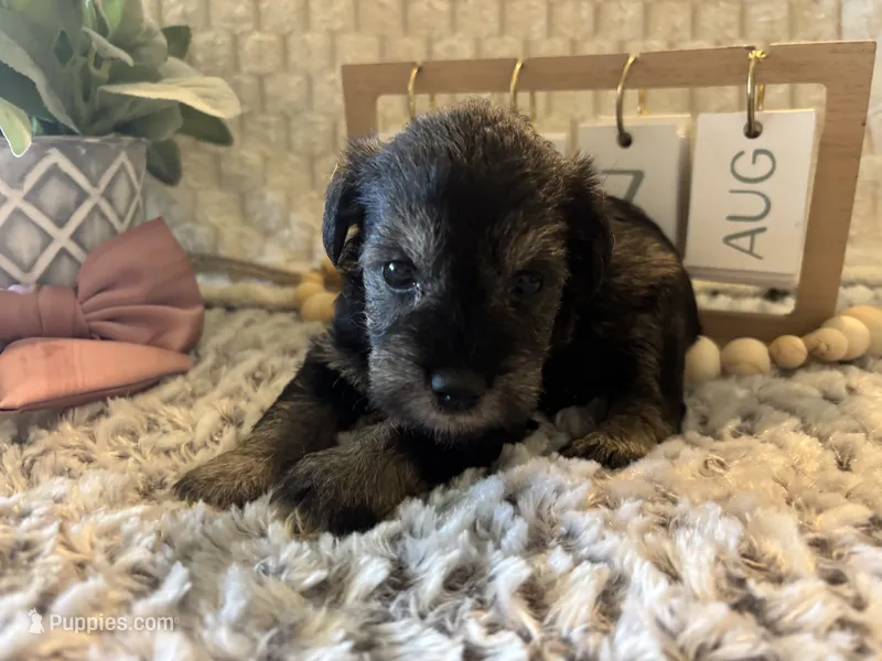 Anna – Miniature Schnauzer puppy for sale in Liberty, KY