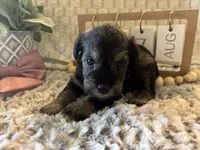 Anna, a female Miniature Schnauzer for sale in Liberty, KY – 1 of 5