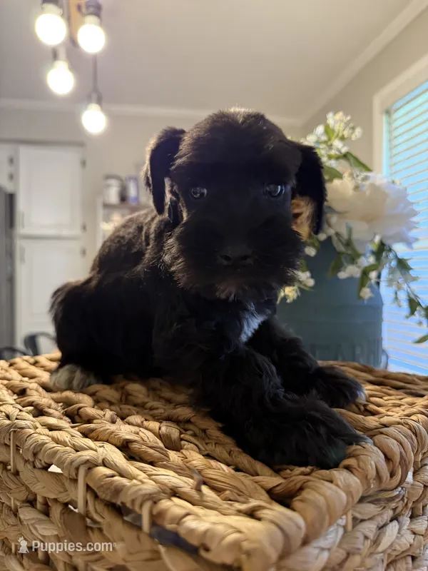 Mario  – Miniature Schnauzer puppy for sale in Liberty, KY