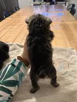 Reba, a male Miniature Schnauzer for sale in Liberty, KY – 4 of 4
