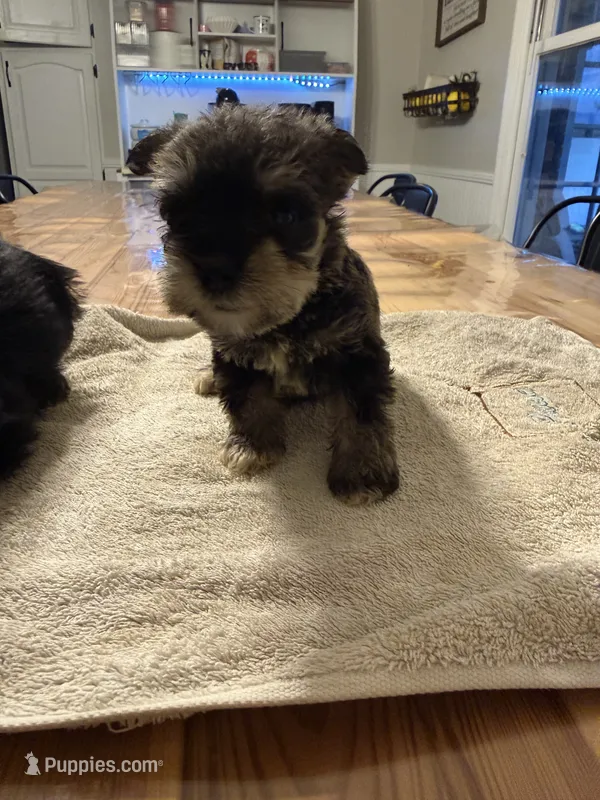 Reba – Miniature Schnauzer puppy on hold in Liberty, KY