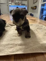 Reba, a male Miniature Schnauzer for sale in Liberty, KY – 3 of 4