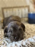 Olaf , a male Miniature Schnauzer for sale in Liberty, KY – 2 of 4