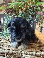 Prince Charming , a male Miniature Schnauzer for sale in Liberty, KY – 2 of 2
