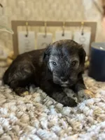 Kristoff , a male Miniature Schnauzer for sale in Liberty, KY – 6 of 6