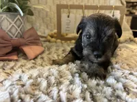 Anna, a female Miniature Schnauzer for sale in Liberty, KY – 4 of 5