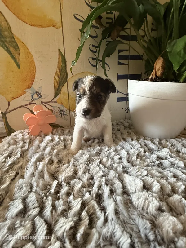 Bonnie Hopps – Wire Fox Terrier puppy for sale in Liberty, KY