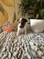 Bonnie Hopps, a female Wire Fox Terrier for sale in Liberty, KY – 1 of 5