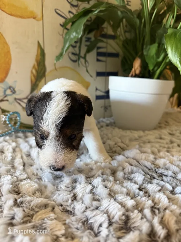 Duke weaselton – Wire Fox Terrier puppy for sale in Liberty, KY