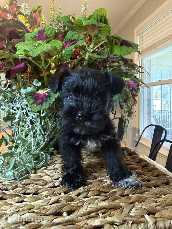 Yoshi – Miniature Schnauzer puppy for sale in Liberty, KY