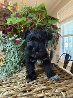 Yoshi, a male Miniature Schnauzer for sale in Liberty, KY – 1 of 1