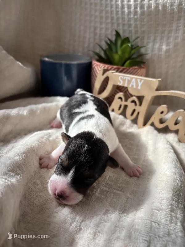 Chief Bogo – Wire Fox Terrier puppy for sale in Liberty, KY