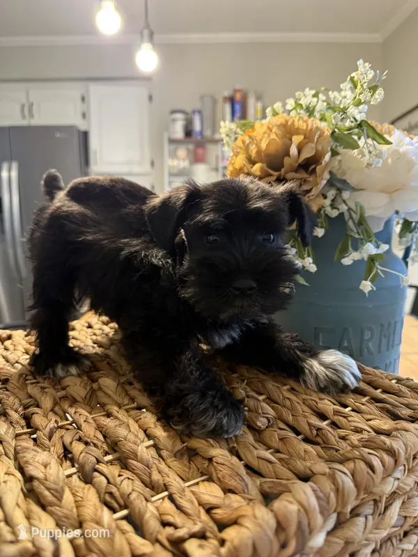 Yoshi – Miniature Schnauzer puppy for sale in Liberty, KY