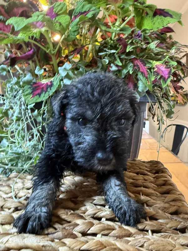 Sven – Miniature Schnauzer puppy for sale in Liberty, KY