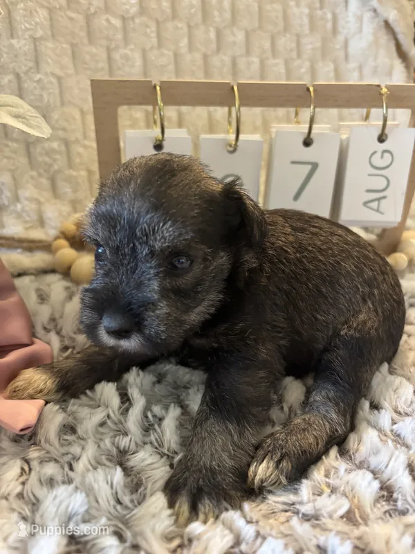 Elsa – Miniature Schnauzer puppy for sale in Liberty, KY