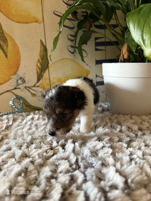 Fru Fru  – Wire Fox Terrier puppy for sale in Liberty, KY