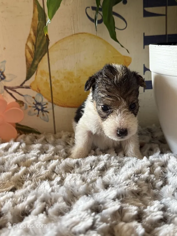 Gazelle – Wire Fox Terrier puppy for sale in Liberty, KY