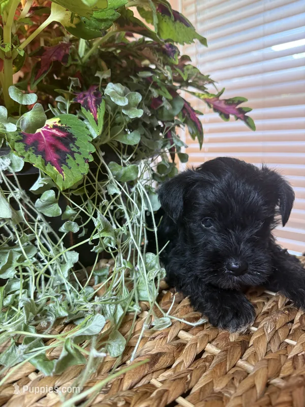 Mario  – Miniature Schnauzer puppy for sale in Liberty, KY