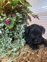 Mario , a male Miniature Schnauzer for sale in Liberty, KY – 1 of 1