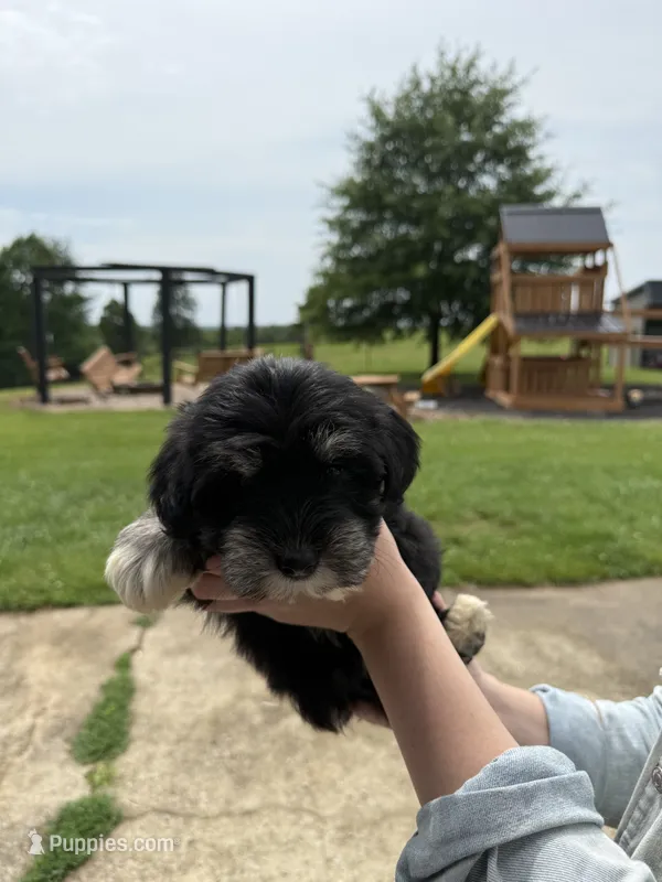 Sven – Miniature Schnauzer puppy for sale in Liberty, KY