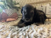 Anna, a female Miniature Schnauzer for sale in Liberty, KY – 3 of 5